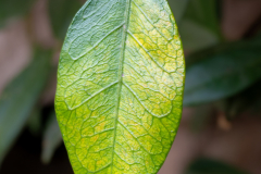 ZFC_4801