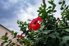 ZFC_4827
