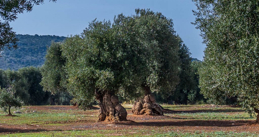 Olivenbäume