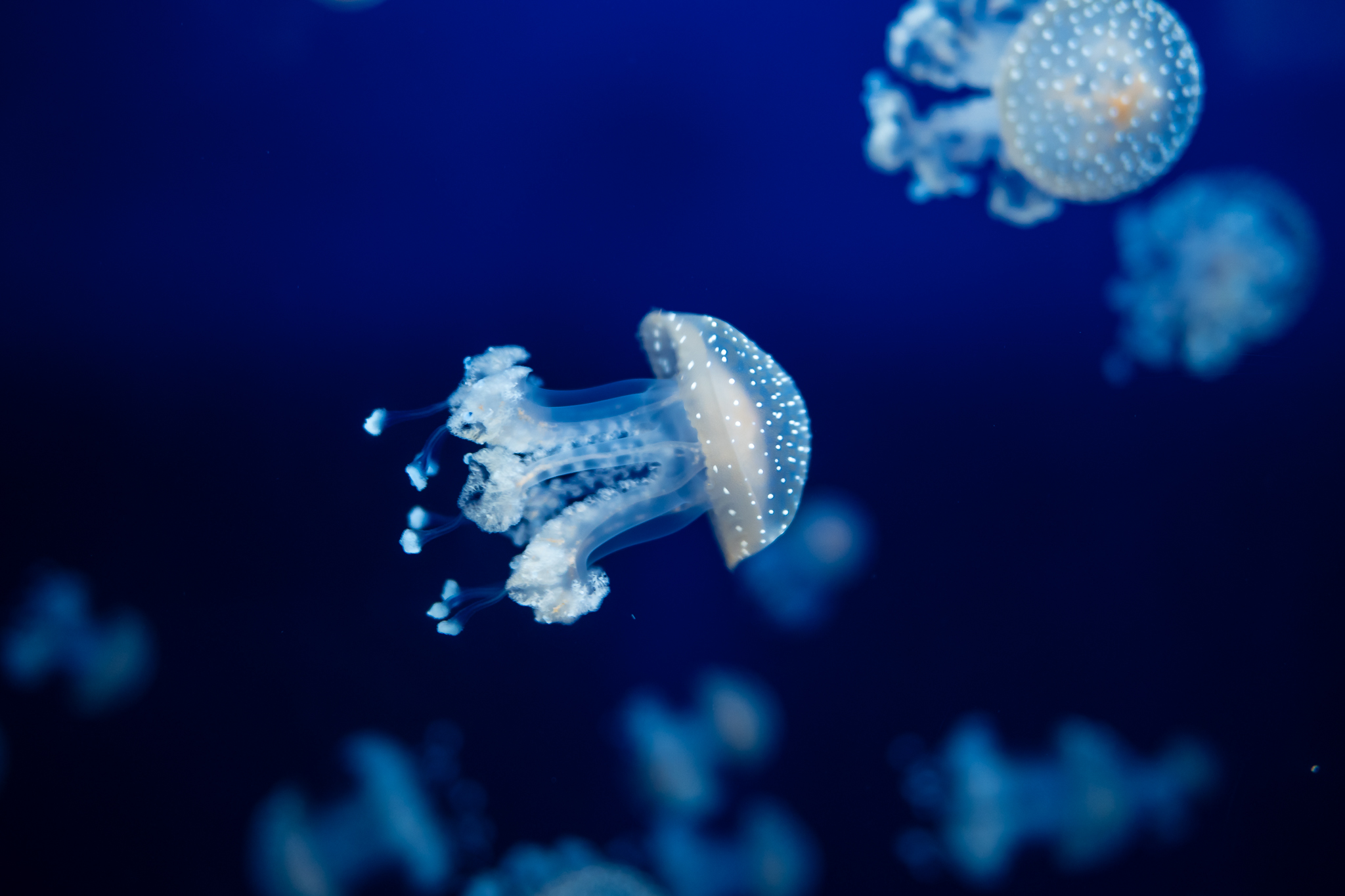 Ozeanographisches Museum Monaco