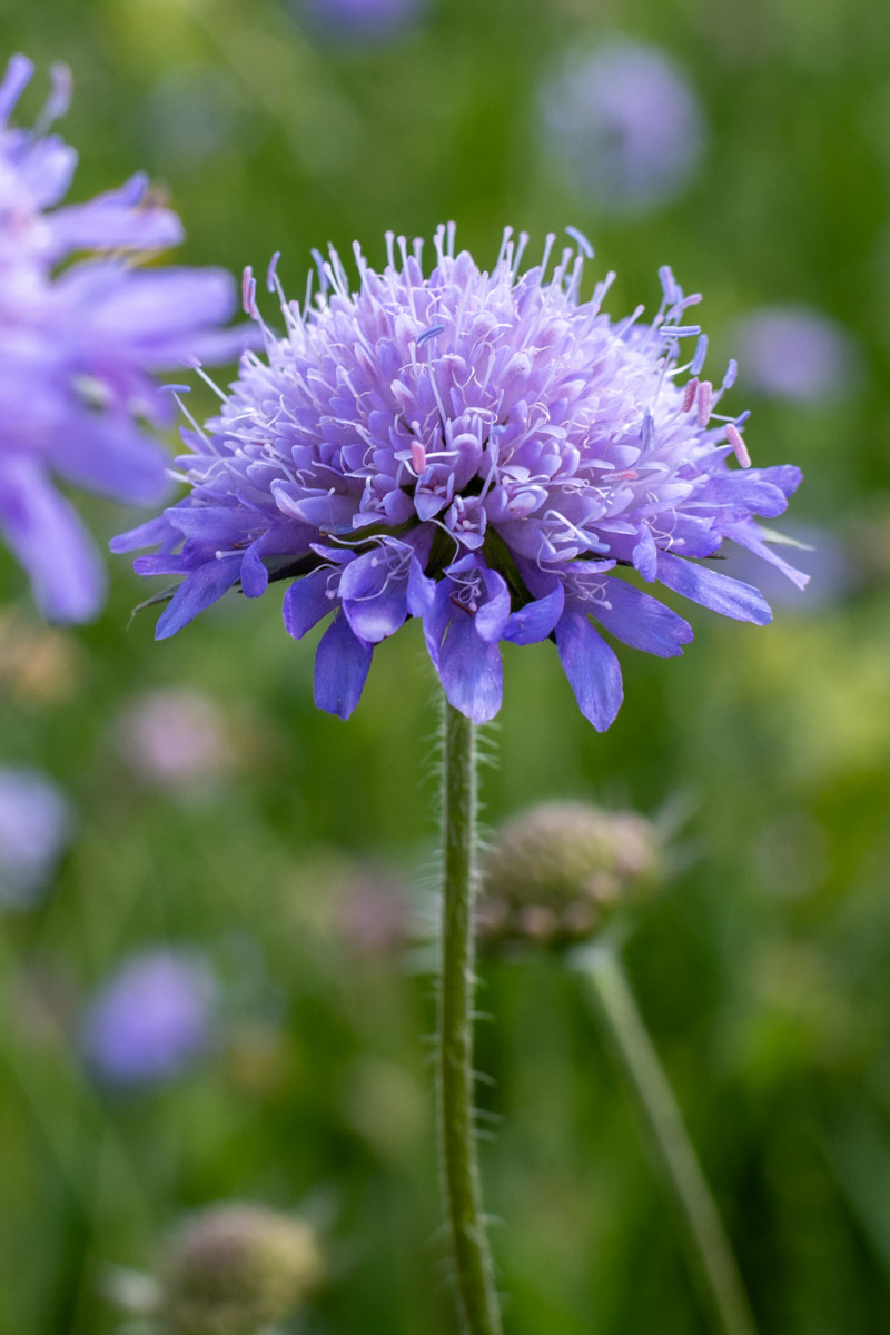 Geschützt: Gerlinde Geburtstagsfeier Blahahof