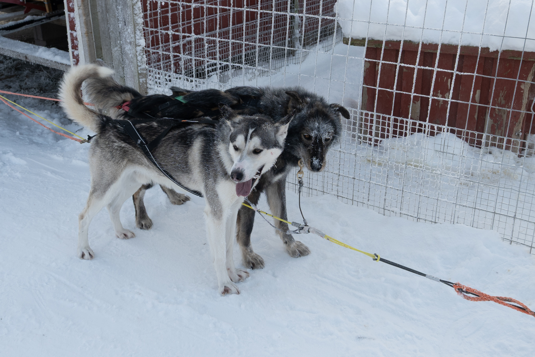 Bei den Schlittenhunden