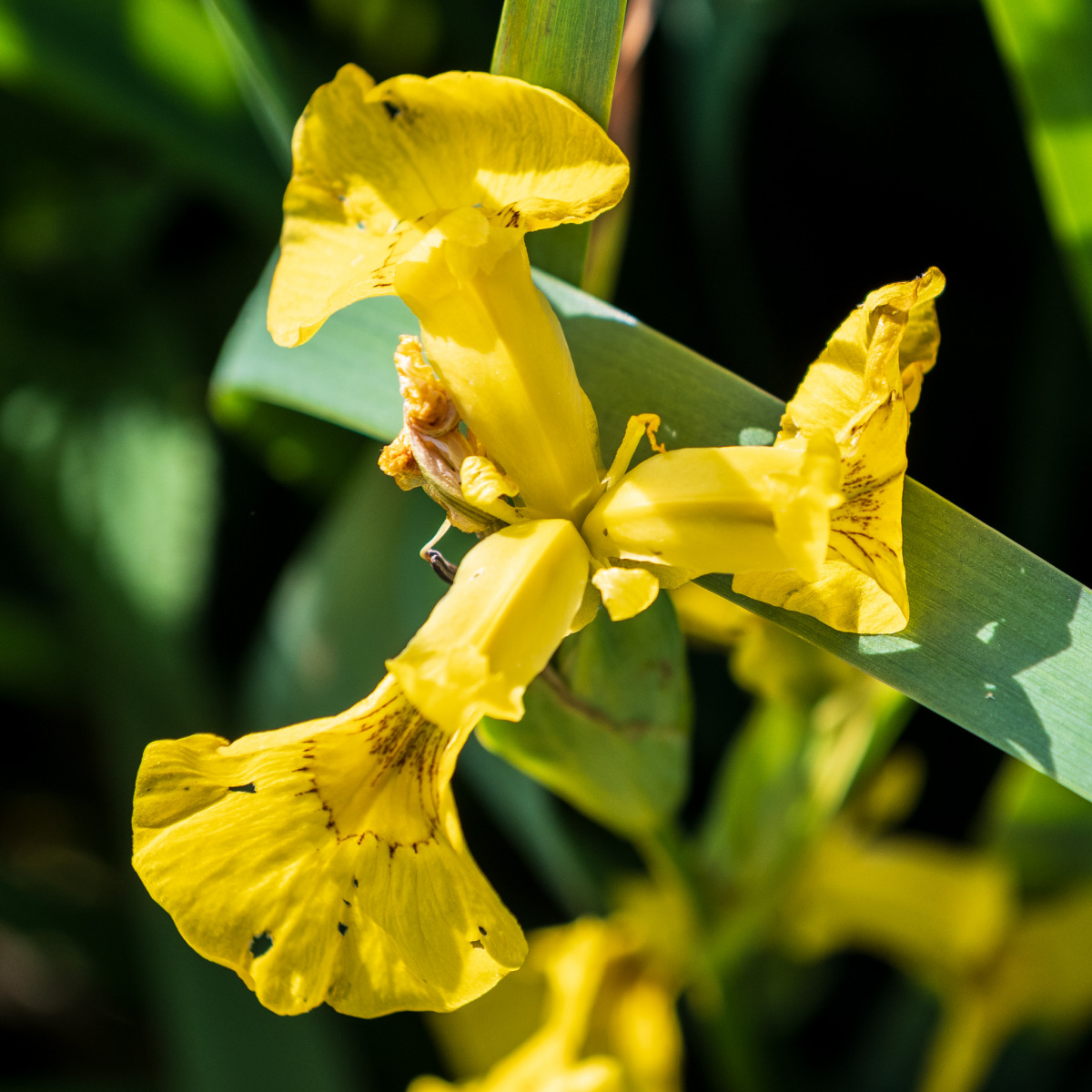 Spaziergang 25.5.2026